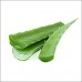 Aloe Vera Leaves