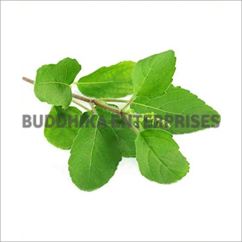 Tulsi Leaves